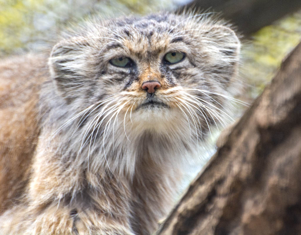 Nahaufnahme einer Pallas-Katze, die leicht grimmig neben einem Baumstamm in die Kamera schaut. 