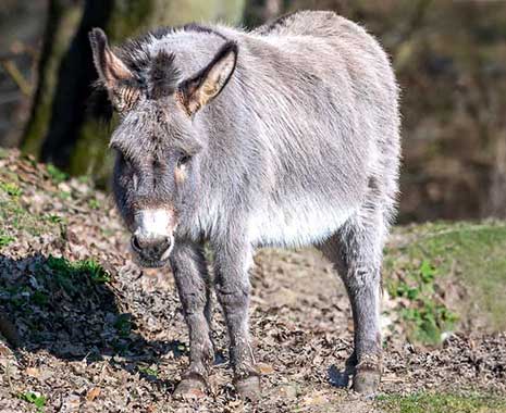 welttag der esel kuriose feiertage 2025 sven giese featured