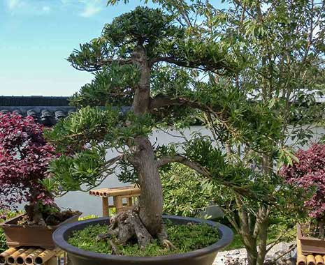 world bonsai day 2023 sven giese featured