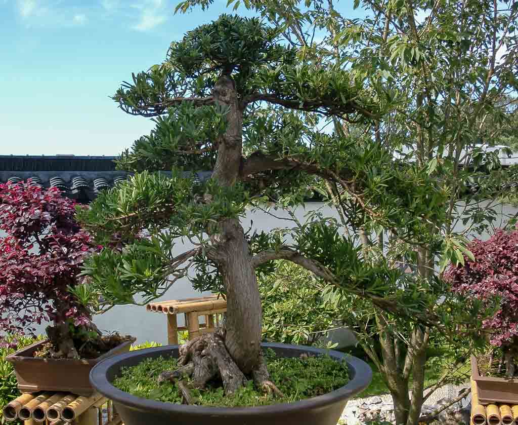 Welttag des Bonsai - World Bonsai Day 2026