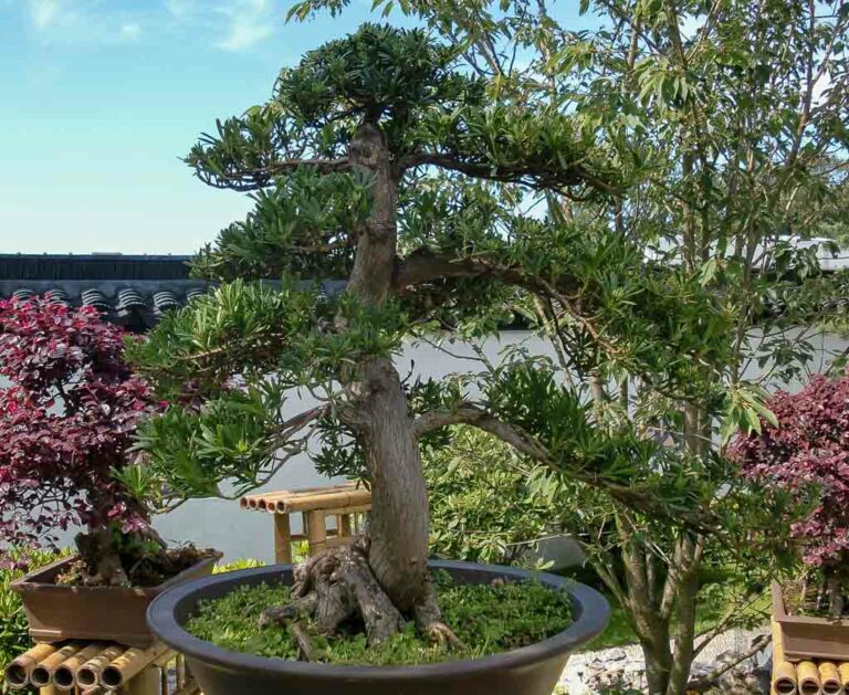 Welttag des Bonsai World Bonsai Day am 11. Mai 2024
