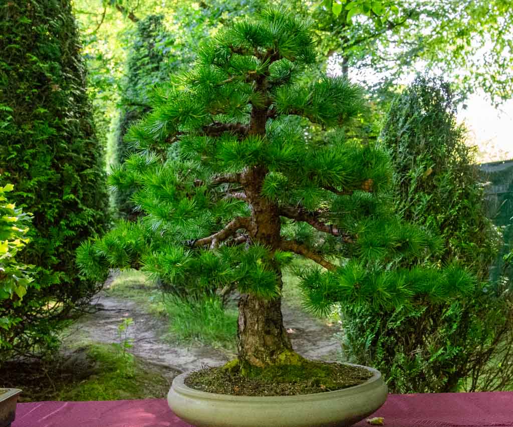 World Bonsai Day – Welttag des Bonsai. Kuriose Feiertage – zweiter Samstag im Mai © 2023 Sven Giese – Bild 3 Bonsai mit dichten, grünen Nadeln in flacher Schale vor Gartenhecken im Freien.