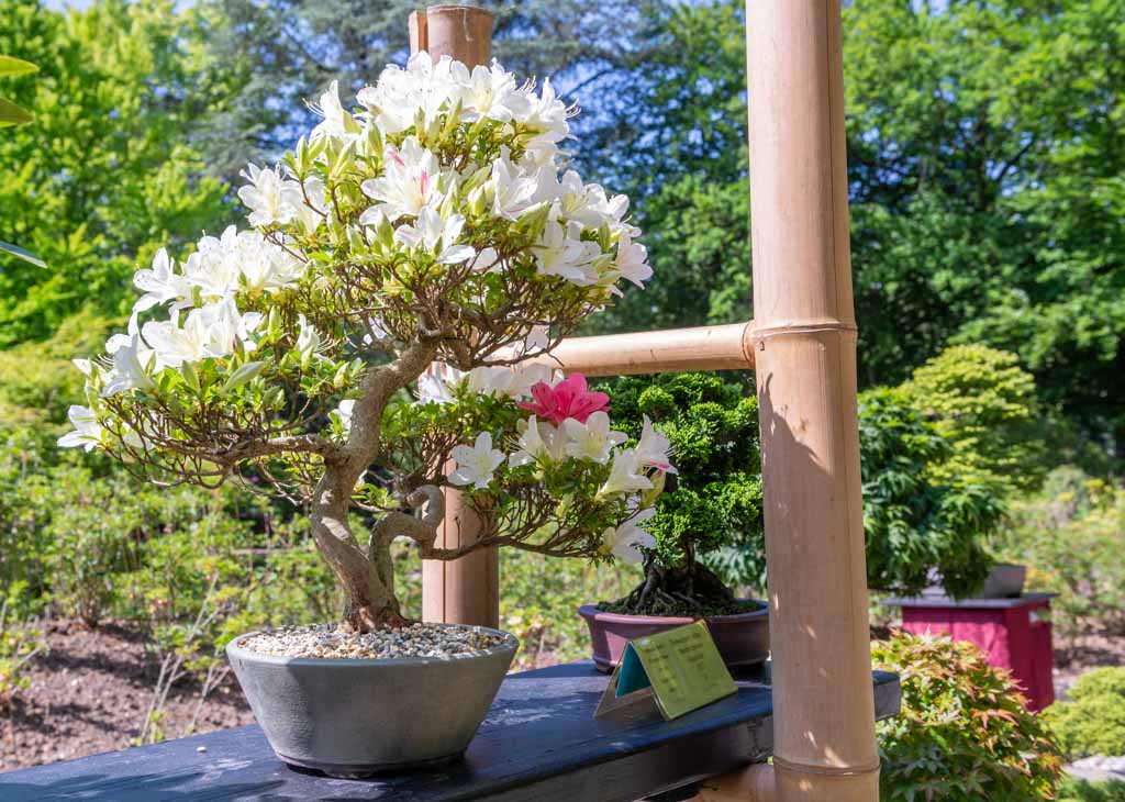 World Bonsai Day – Welttag des Bonsai. Kuriose Feiertage – zweiter Samstag im Mai © 2023 Sven Giese – Bild 4 Blühender Azaleen-Bonsai mit weißen und rosa Blüten auf einem Tisch im Freien.