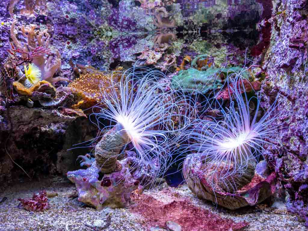Röhrenwürmer mit langen Tentakeln in violettem Korallenriff unter Aquarienlicht.