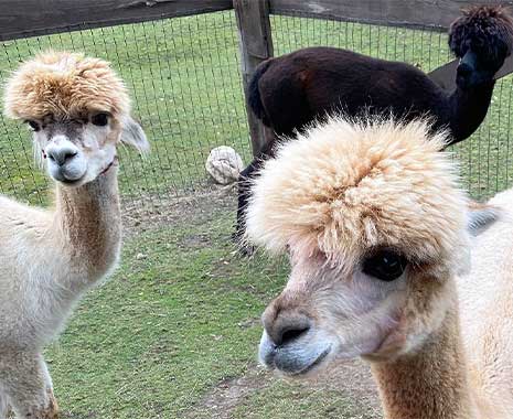 tag der alpakas peru 2023 sven giese featured