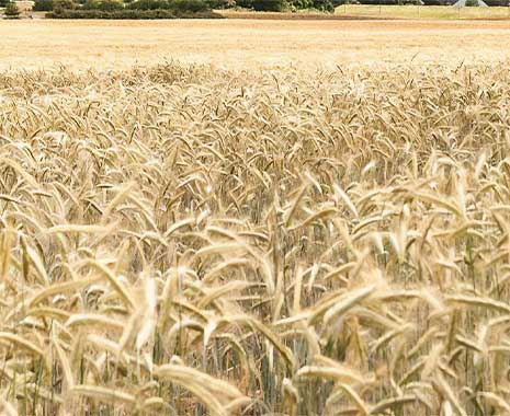 tag des weiizens in deutschland 2023 sven giese featured