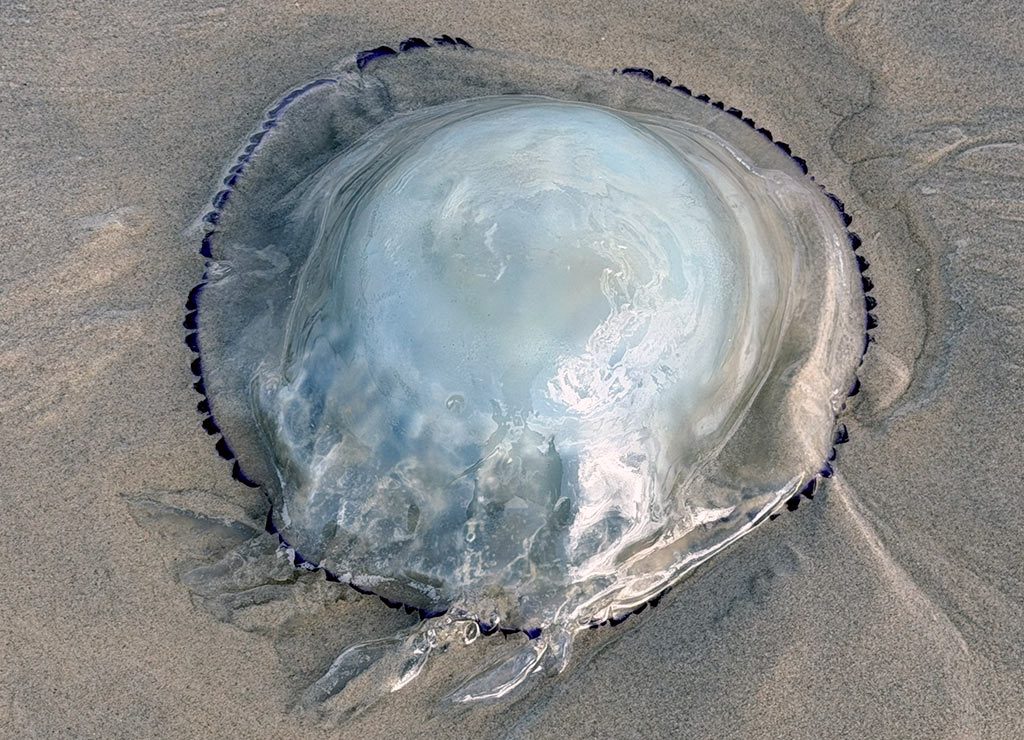 Welttag der Quallen – World Jellyfish Day am 3. November © 2026 Dietmar Giese – Bild 4 Angespülte, durchsichtige Qualle liegt mit gewölbtem Schirm und dunklem Rand auf nassem Sand.