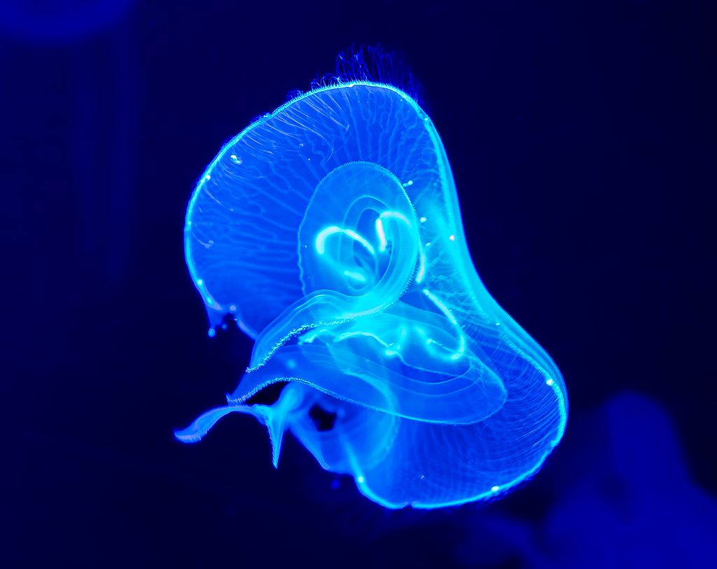 Welttag der Quallen – World Jellyfish Day am 3. November © 2026 Sven Giese – Bild 5 Blau leuchtende Qualle schwebt im dunklen Wasser mit seitlich gefaltetem, durchsichtigem Schirm.