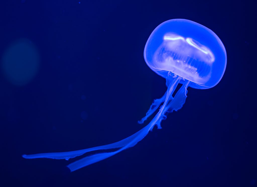 Welttag der Quallen – World Jellyfish Day am 3. November © 2026 Sven Giese – Bild 6 Kleine blau leuchtende Qualle schwebt mit rundem Schirm und langen Tentakeln im dunklen Wasser.