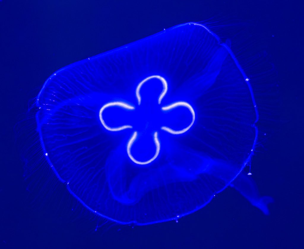 Welttag der Quallen – World Jellyfish Day am 3. November © 2026 Sven Giese – Bild 7 Leuchtend blaue Ohrenqualle zeigt im dunklen Wasser vier helle, ringförmige Geschlechtsorgane.