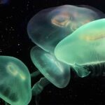 world jellyfish day 2023 sven giese featured