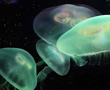 world jellyfish day 2023 sven giese featured