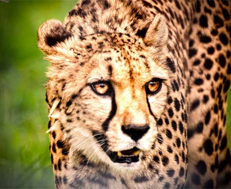 international cheetah day 2023 sven giese featured