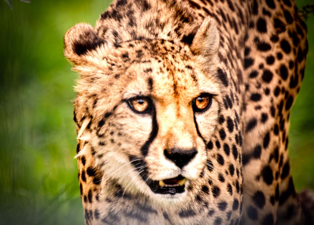 Gepard in Seitenansicht, der aufmerksam schaut, mit einem natürlichen grünen Hintergrund.
