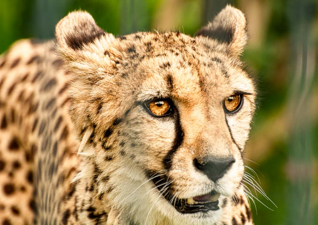 Nahaufnahme eines Geparden mit goldenen Augen und markanten schwarzen Streifen im Gesicht.