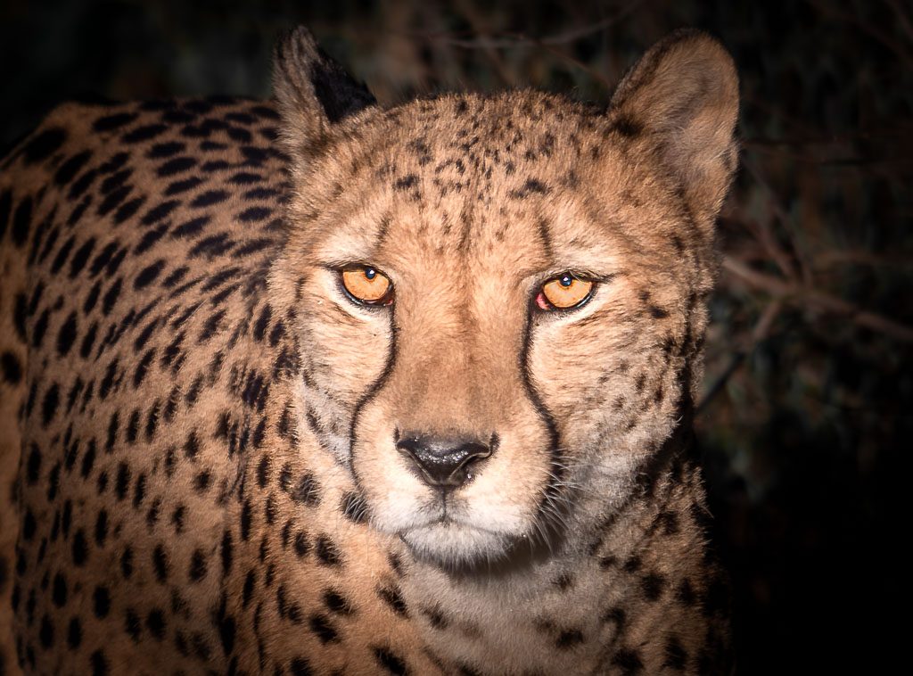Nahaufnahme eines Geparden mit bernsteinfarbenen Augen, frontal im Licht vor dunklem Hintergrund.