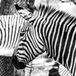 international zebra day 2024 sven giese featured