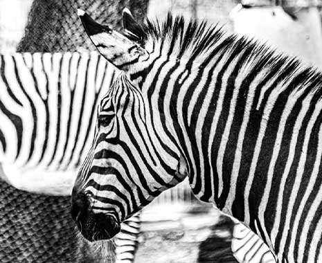 international zebra day 2024 sven giese featured