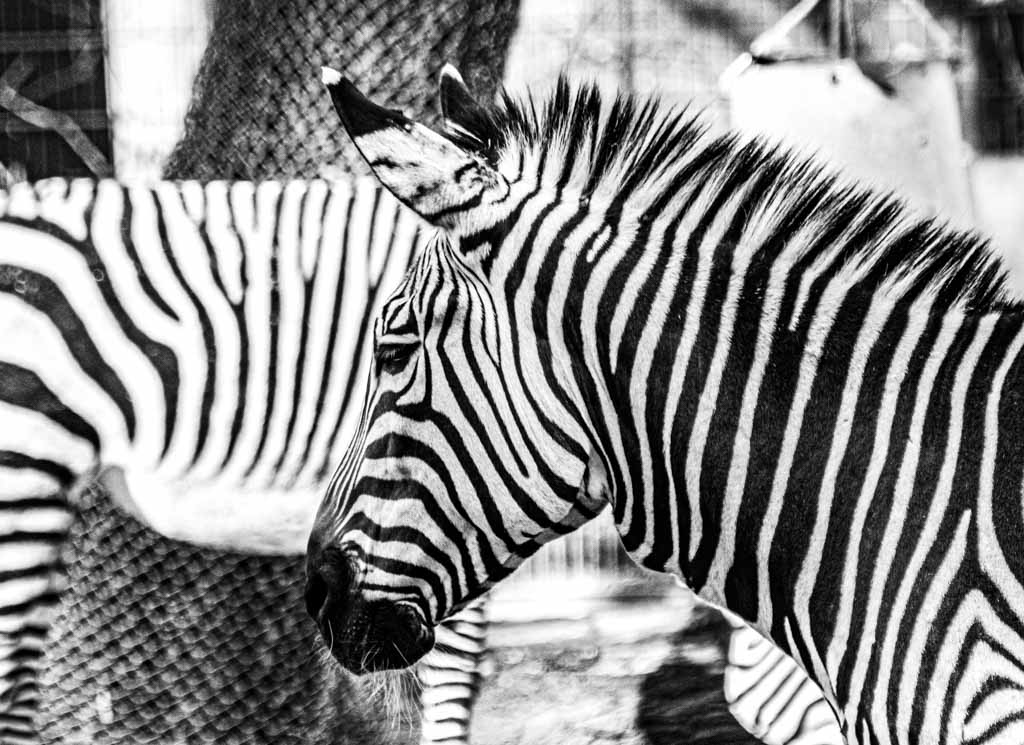 International Zebra Day – Internationaler Zebra-Tag. Kuriose Feiertage - 31. Januar © 2024 Sven Giese – Bild 2 Ein Zebra im Profil, schwarz-weiß bearbeitet, mit einem weiteren Zebra im Hintergrund.