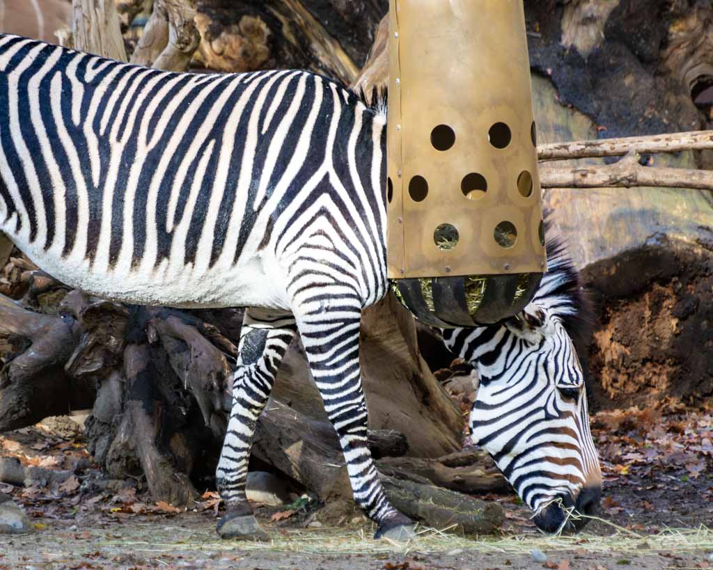 International Zebra Day – Internationaler Zebra-Tag. Kuriose Feiertage - 31. Januar © 2024 Sven Giese – Bild 4 Ein Zebra steckt den Kopf in eine spezielle Futterbox und frisst Heu.