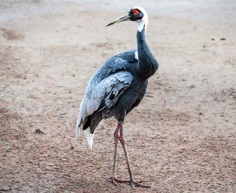 trandagen schweden 25. märz kuriose feiertage sven giese featured