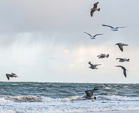 welttag der möwen 2024 sven giese featured