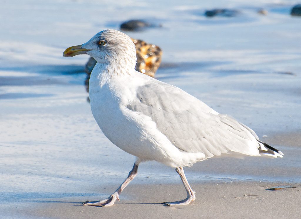 Einzelne Silbermöwe läuft am feuchten Sandstrand entlang, im Hintergrund unscharfe Steine.