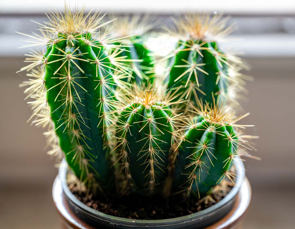 Tag des Kaktus  National Cactus Day in den USA am 10. Mai