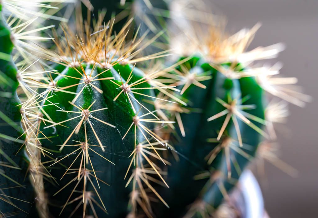 Tag des Kaktus  National Cactus Day in den USA am 10. Mai
