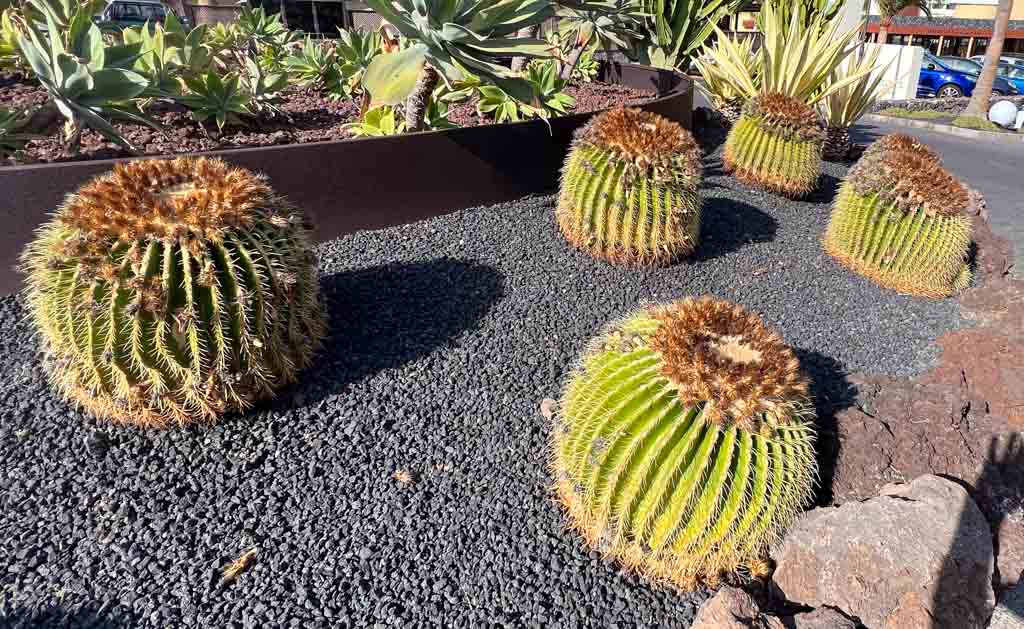 Tag des Kaktus. Kuriose Feiertage - 10. Mai © 2024 Sven Giese – Bild 2 Mehrere große, kugelige Kakteen mit Dornen auf schwarzem Lava-Splitt im Garten.