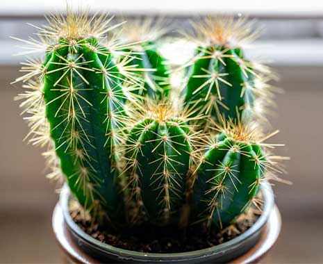 tag des kaktus kuriose feiertage 2024 sven giese featured