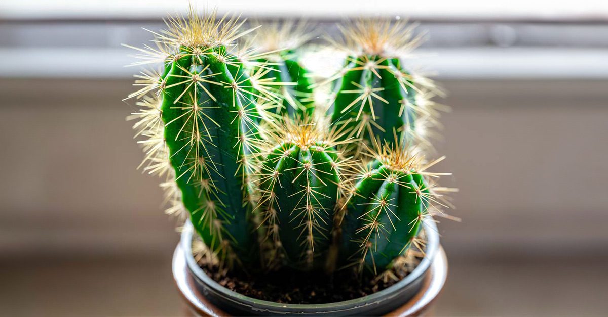 Tag des Kaktus  National Cactus Day in den USA am 10. Mai