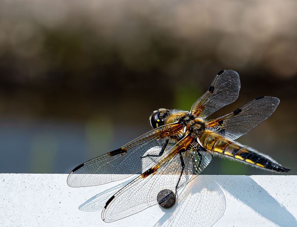 National Dragonfly Day – Tag der Libelle in den USA. Kuriose Feiertage – zweiter Samstag im Juni © 2024 Sven Giese – Bild 2 Nahaufnahme einer Libelle mit gespreizten Flügeln auf weißem Untergrund am Wasser.