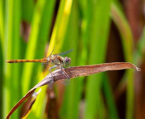 national dragonfly day usa kuriose feiertage 2026 sven giese featured