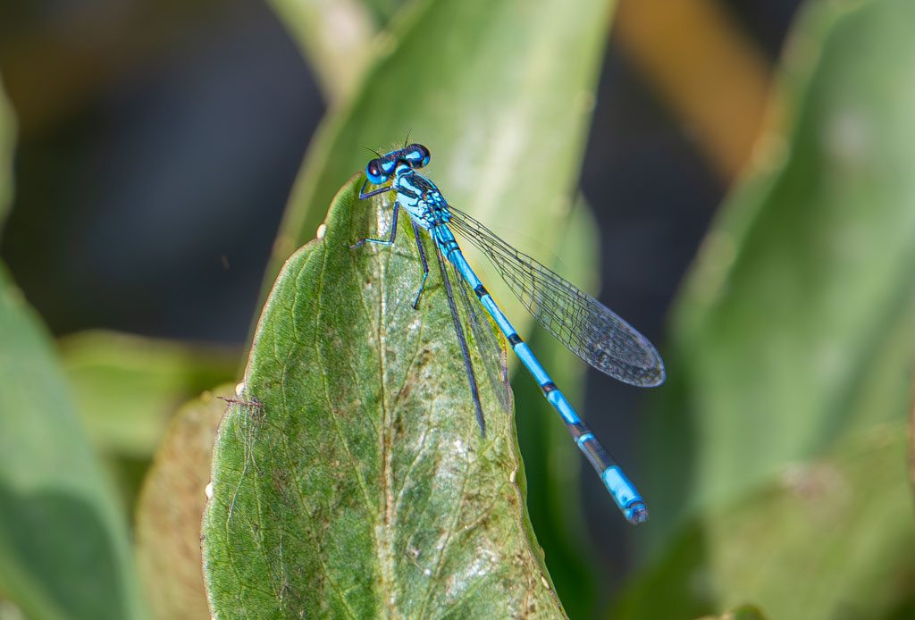 National Dragonfly Day – Tag der Libelle in den USA. Kuriose Feiertage – zweiter Samstag im Juni © 2025 Sven Giese – Bild 2 Leuchtend blaue Libelle ruht auf einem großen grünen Blatt in der Natur.