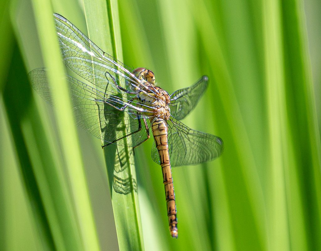 National Dragonfly Day – Tag der Libelle in den USA. Kuriose Feiertage – zweiter Samstag im Juni © 2026 Sven Giese – Bild 5 Braune Libelle sitzt zwischen grünen Halmen, transparente Flügel im Sonnenlicht.
