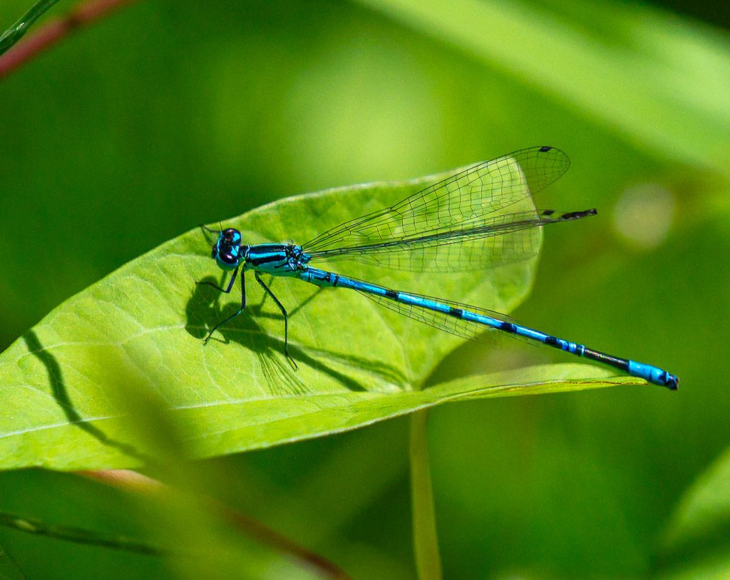 National Dragonfly Day – Tag der Libelle in den USA. Kuriose Feiertage – zweiter Samstag im Juni © 2026 Sven Giese – Bild 2 Blaue Kleinlibelle sitzt auf hellem Blatt, Flügel durchsichtig im Sonnenlicht.