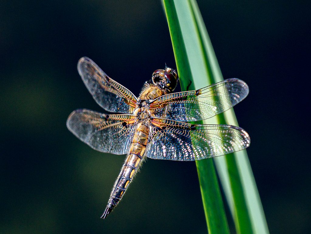 National Dragonfly Day – Tag der Libelle in den USA. Kuriose Feiertage – zweiter Samstag im Juni © 2026 Sven Giese – Bild 3 Libelle sitzt mit ausgebreiteten Flügeln an grünem Halm vor dunklem Wasser.