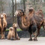 world camel day 2024 sven giese featured