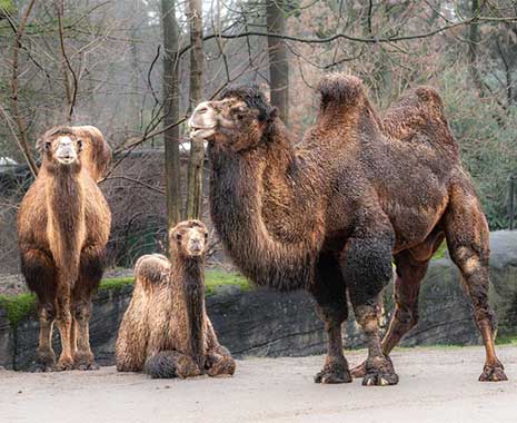 world camel day 2024 sven giese featured