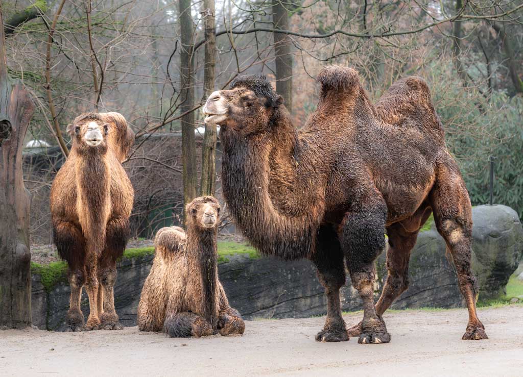 Drei Trampeltiere stehen und liegen zusammen im Gehege eines Zoos.