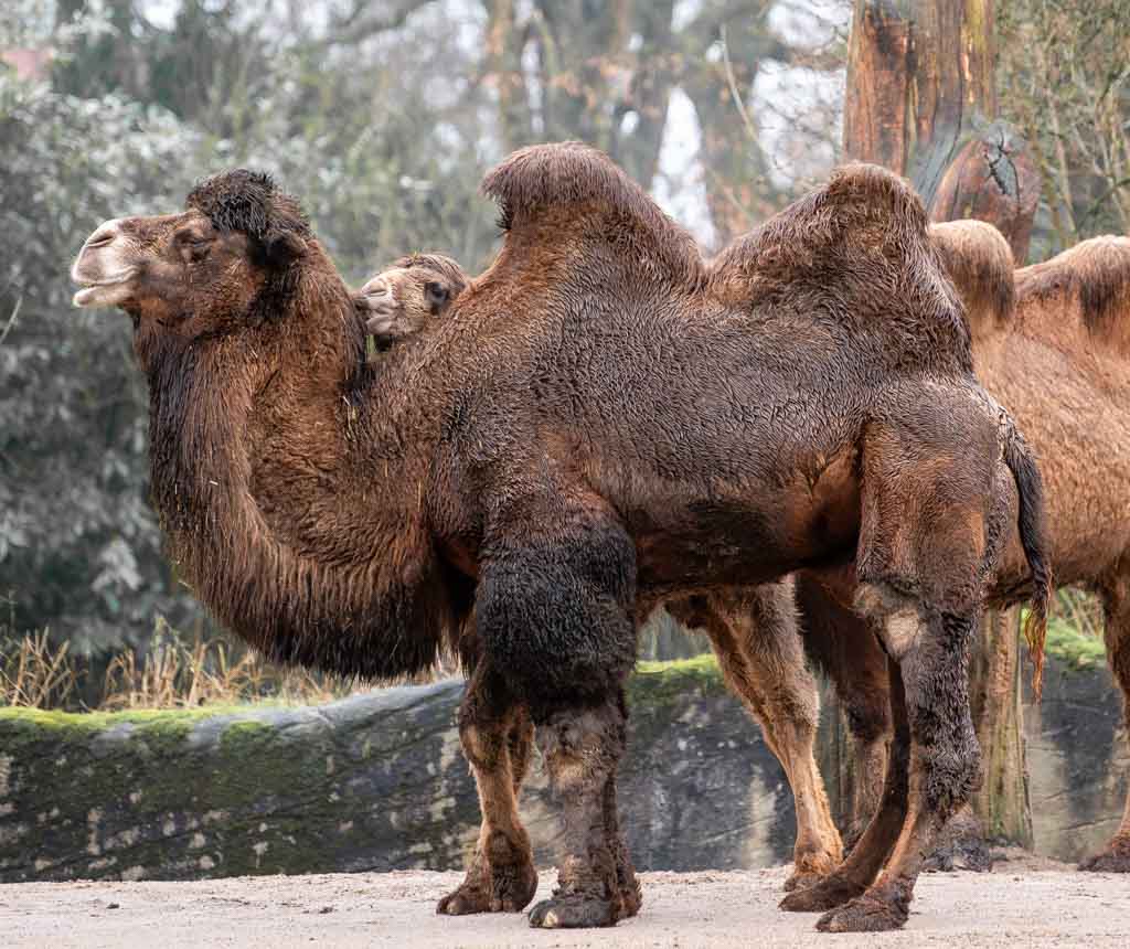 World Camel Day – Welttag der Kamele. Kuriose Feiertage 22. Juni © 2024 Sven Giese – Bild 2 Zwei Trampeltiere stehen nebeneinander in einem Gehege. Seitlich fotografiert.