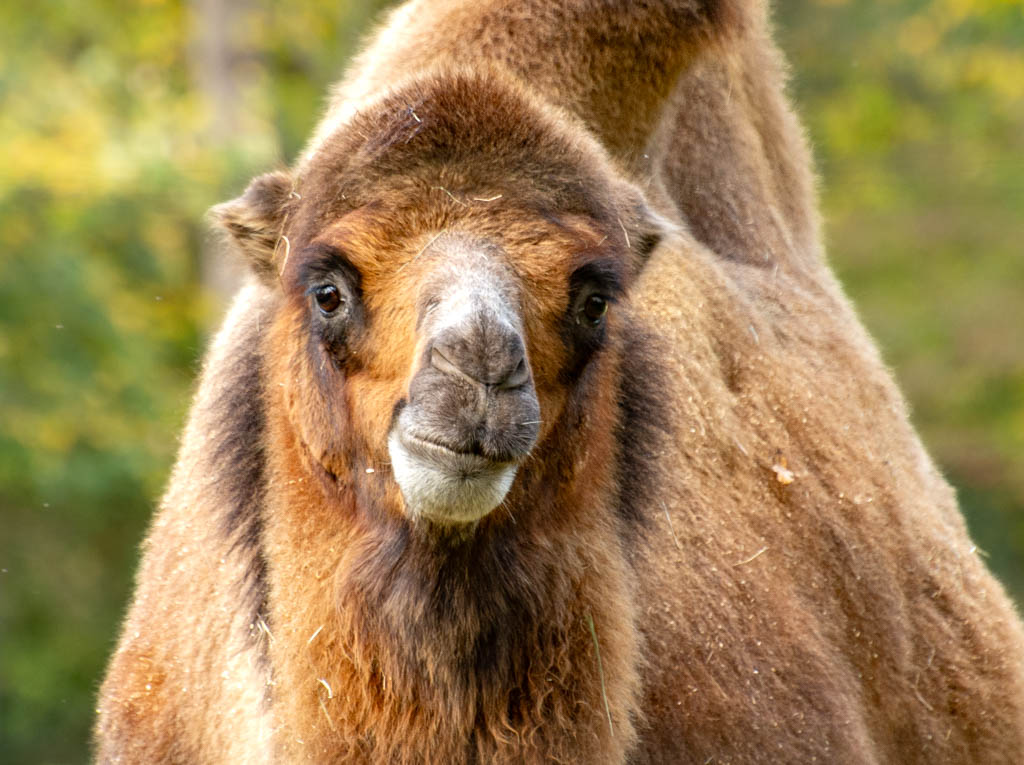World Camel Day – Welttag der Kamele. Kuriose Feiertage 22. Juni © 2024 Sven Giese – Bild 3 Trampeltier schaut direkt in die Kamera, im Hintergrund grüne Bäume.