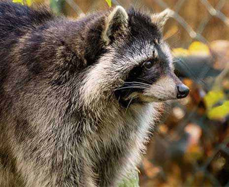 ehrentag der waschbaeren kuriose feiertage 2024 sven giese featured