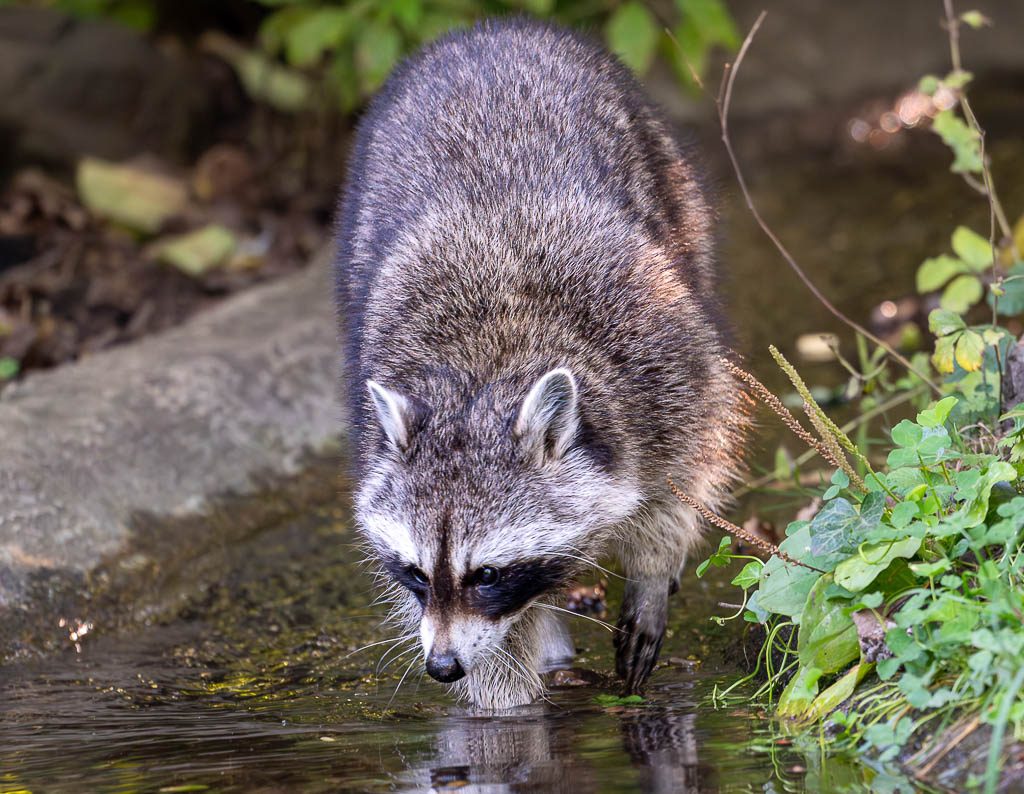Ein Waschbär watet am Bachufer, Nase nah am Wasser, Pfote tastet die Oberfläche.