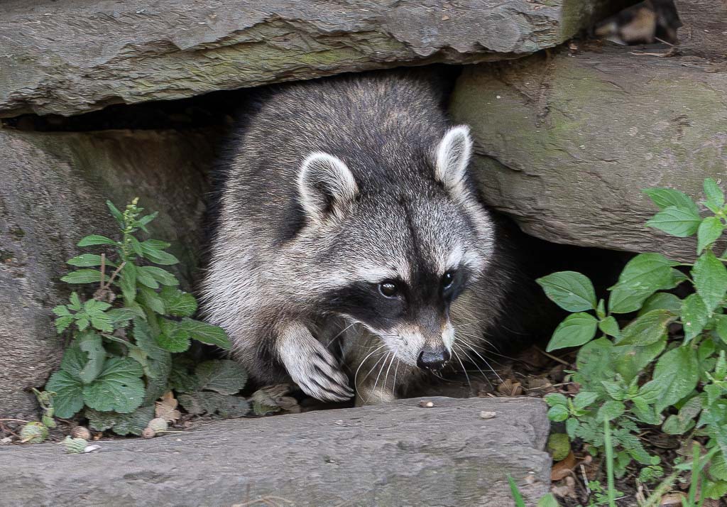 Ein Waschbär kriecht aus Steinhöhle, Vorderpfote gesetzt, umgeben von frischem Unterwuchs und Moos am Eingang.