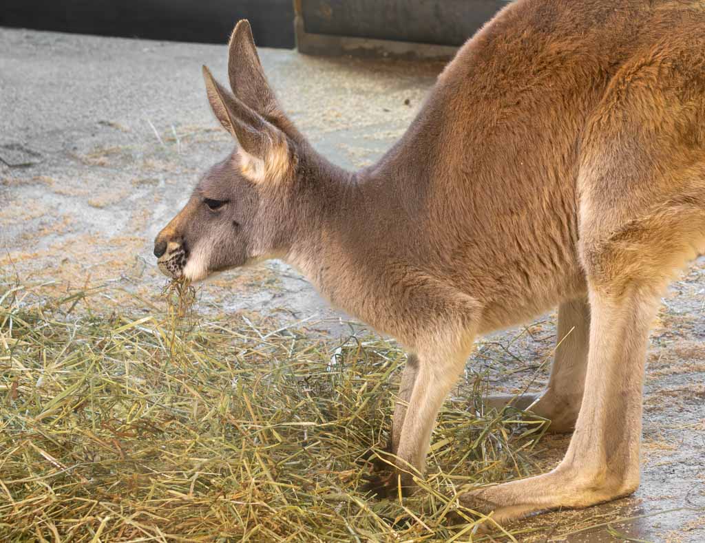 Känguru beim Fressen von Heu auf dem Boden, die Ohren aufmerksam nach vorne gerichtet.