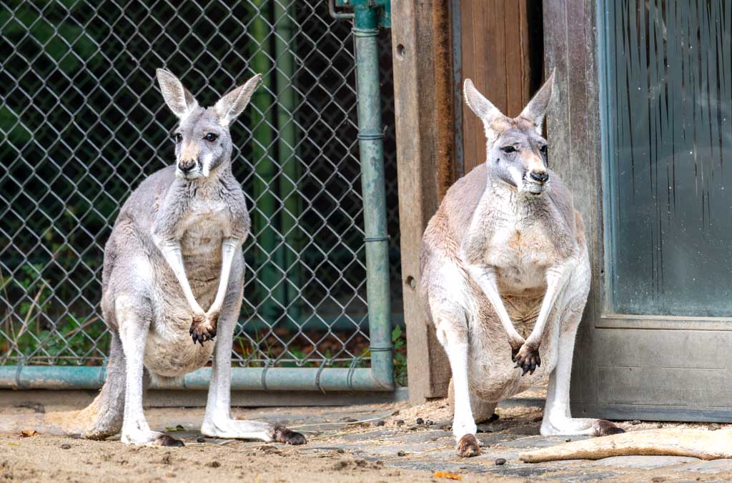 Zwei sitzende Kängurus vor einem Gitterzaun in einem Gehege, wachsam und ruhig.