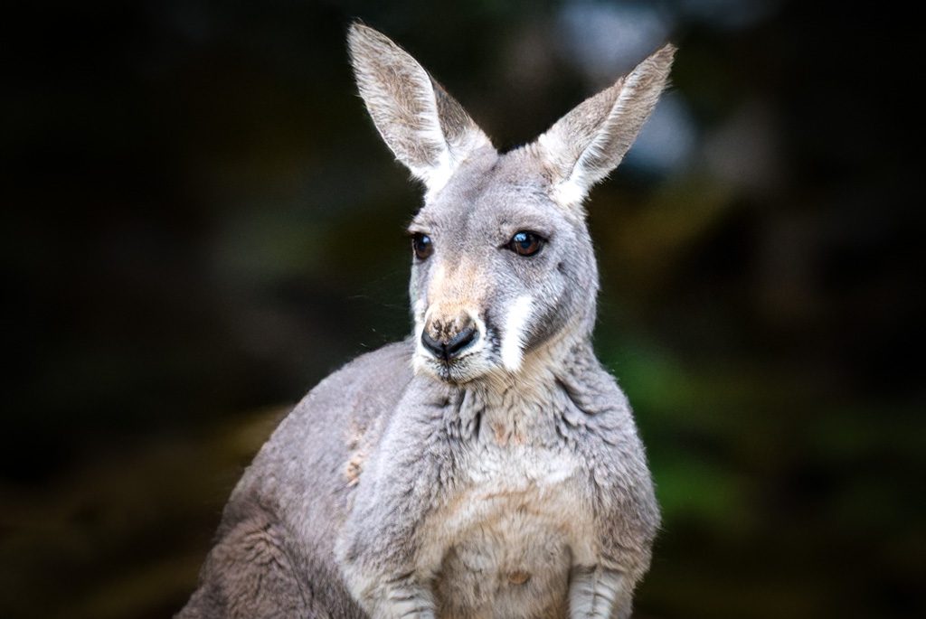 Nahaufnahme eines Kängurus mit aufmerksamem Blick und leicht abstehenden Ohren im Freien.