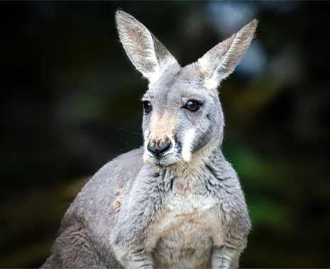 world kangaroo day kuriose feiertage 2024 sven giese featured